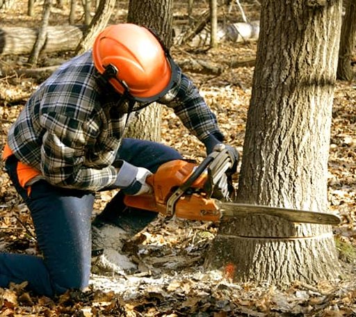 Tree Removal in New Ringgold, PA